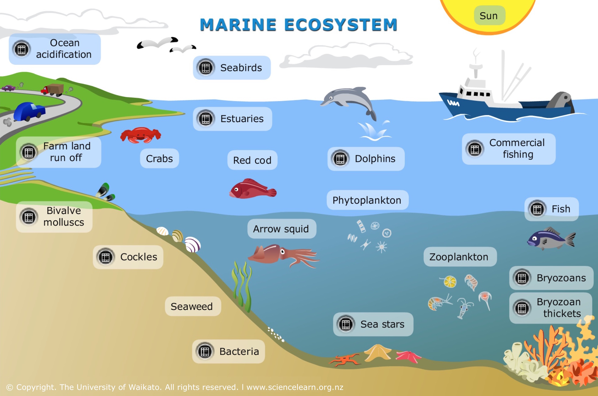 Marine ecosystem infographic reference