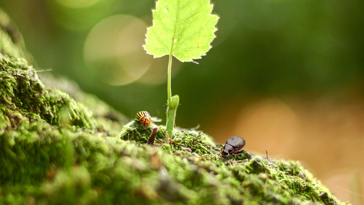 Macro photo of insects on moss and leaf