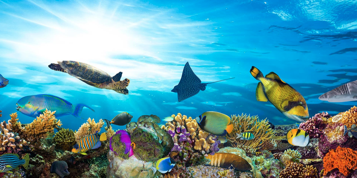 Coral reef underwater scene