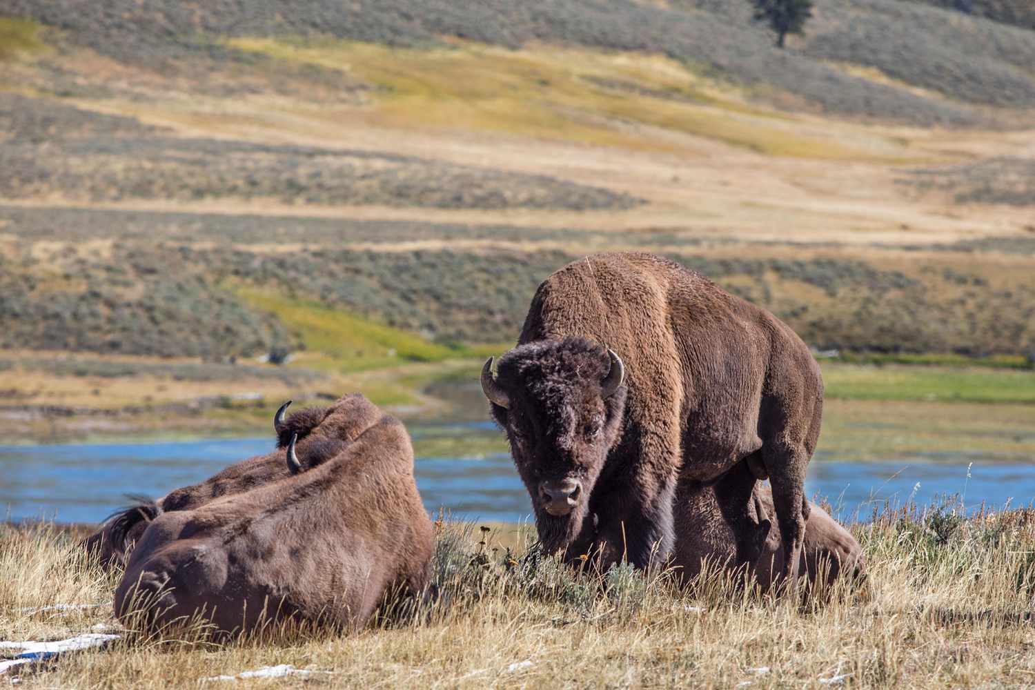 Bison grazing in a field
